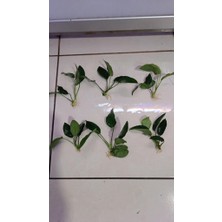 NetX Canlı Bitki L019A  Anubias Barteri Var Nana (Ovali S)