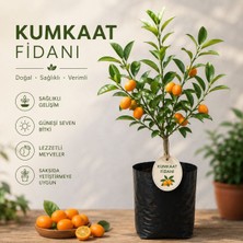 Mera Çiçekçilik Kumkaat Meyvesi Fidanı