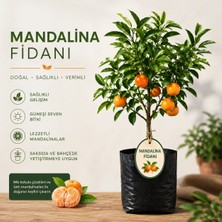 Mera Çiçekçilik Mandalina Fidanı