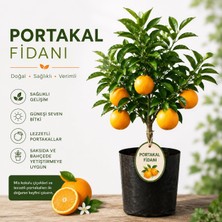 Mera Çiçekçilik Portakal Fidanı