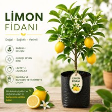 Mera Çiçekçilik Limon Fidanı