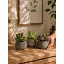 Triora Design Spiral 3'lü Sukulent Saksı Seti Dekoratif Modern Kaktüs Saksısı Minimalist Ev Dekorasyon Saksı