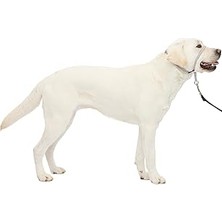 Uravas Store Petsafe Nazik Lider Çekmesiz Köpek Başlığı - Çekmenin En Iyi Çözümü - Köpeğinizin Çekmesini Daha Ko
