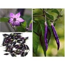 Die Grup 20 Adet Organik Purple Cayenne Biber Tohumu, Yüksek Verim Için Ideal Seçim