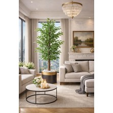 Altun Çiçekcilik Benjamin 200 Cm Ağaç Lux Saksı Dahıldır