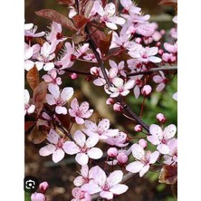Aydoğdu Kırmızı Süs Eriği,kiraz Eriği (Prunus Cerasifera)