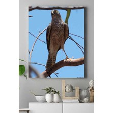 Zenwaya Store (PSTER15057) Atmaca Hayvan Kanvas Tablo 50 x 70