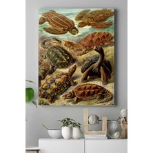 Zenwaya Store (PSTER16445) Kaplumbağa Hayvan Kanvas Tablo 40 x 60