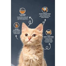 Odea Kıtten Chıcken & Rıce Cat Food 10 kg