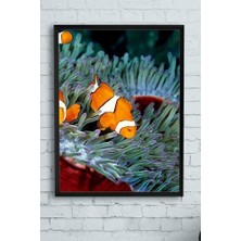 Güzel Hediyem (PSTER10018) Balık Hayvan Çerçeveli Tablo (50X70CM)