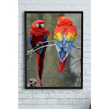 Güzel Hediyem (PSTER12927) Papağan Hayvan Çerçeveli Tablo (30 x 40CM)