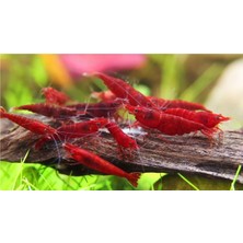 Bloodymary Karides 5 Adet (1-1,5cm)
