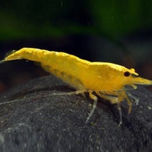 Sarı Ateş Karides 5 Adet (1-1,5cm)