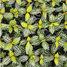 Pilea Cadierei Nana Saksı Canlı Bitki