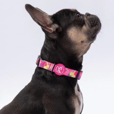 Pawstar Desenli Köpek Boyun Tasması