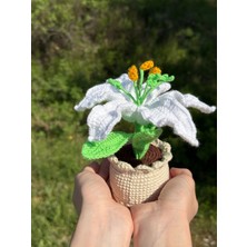 Suhe El Yapımı Örgü Saksıda Beyaz Zambak+ Kartlık Hediyeli