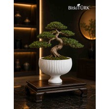 🌿 Bitkitürk Premium Salon Bonsai Saksısı 19 cm | Ayaklı Beton Saksı | Dekoratif Bonsai Saksısı | El Yapımı Modern Beton Saksı
