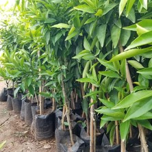 Taber 3 Yaş Aşılı Mandalina Fidanı, Torbada