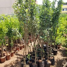 Taber 5 Yaş, Aşılı Elma Fidanı MONDİAL GALA, Torbada, +120 Cm