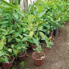 Taber Bodur Sarı Guava Fidanı, Torbada