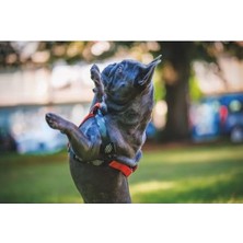 Prime M-Pets Jungle Harness Xs (2 Paketi)