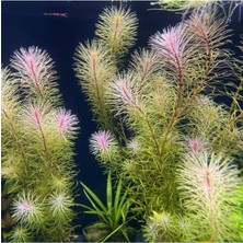 Prime Rotala Bossi Saksı Canlı Bitki