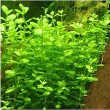 Prime Lindernia Rotundifolia In Canlı Bitki