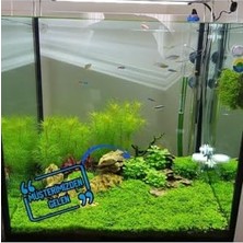 Prime Lobelia Cardinalis Mini Saksı Canlı Bitki