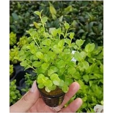 Prime Lysimachia Nummularia Green Saksı Canlı Bitki