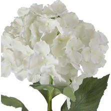Prime Ortanca Çiçek Beyaz 54CM