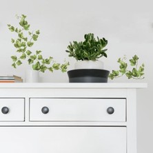 Prime 54225 Sarmaşık