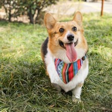 Urban Style Jazz Strıpes Bandana Collar (Xs)
