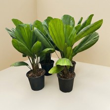 Greenvila Licuala Grandis Palmiyesi (Pleated Fan Palm) – Yelpaze Yapraklı Özel Iç Mekan Bitkisi