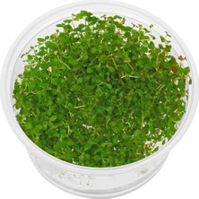 Ludwigia Mini Super Red In 200CC Canlı Bitki