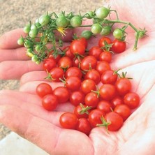 Bezelye Cherry Domates Tohumu 10+ Adet – Yüksek Verimli Mini Domates – Tatlı, Sulu ve Kolay Çimlenen
