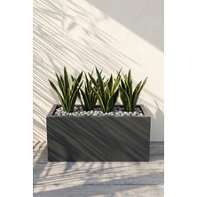 Desen Dekorasyon Zenith 50x20x20 cm Yatay Dikdörtgen Antrasit Saksılık - İç & Dış Mekan Modern Metal Saksı