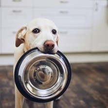 Al-Kar Ticaret Kedi Köpek Mama Su Kabı Paslanmaz Çelik Kedi ve Köpek Mama Kabı - Kaymaz Tabanlı, Dayanıklı Besleme Tası (16 Cm)