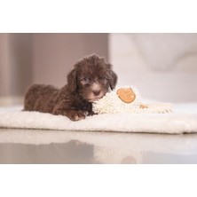 Al-Kar Ticaret Yavru Köpek Oyuncağı, Peluş, Beyaz, 37X28X4CM