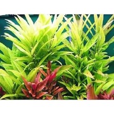 Al-Kar Ticaret Nomaphila Siamensis Saksı Canlı Bitki TR-B098