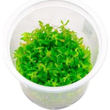 Al-Kar Ticaret Rotala Ceylon In Canlı Bitki