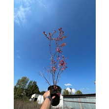 Abelia Fidancılık 4 Yaş Yaban Mersini Fidanı (70-110 Cm) 2 L Saksıda - Blueberry Sapling