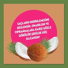 Defne Store Doğanın Enerjisi Saç Bakım Şampuanı Hindistan Cevizi Yağı Onarıcı & Yıpranma Karşıtı 400 ml