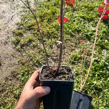 Abelia Fidancılık 2 Yaş Yaban Mersini Fidanı - Blueberry Sapling