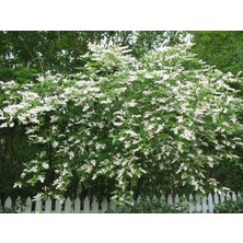 Tunç Botanik Ligustrum Sinense 5 Adet 100-120 cm (Çiçek Açan Çit Bitkisi)
