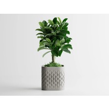 Flowform Dekoratif Saksı - Gri Modern Modern Bitki Saksısı 6 cm