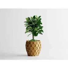 Beehavia Dekoratif Saksı - Beyaz Modern Modern Bitki Saksısı 7,5 cm