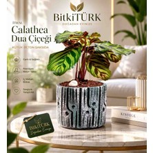 🌿 Ithal Calathea Dua Çiçeği | Dekoratif Salon Bitkisi | El Yapımı Kütük Beton Saksı | Ev Ofis Bitkisi | Bitkitürk