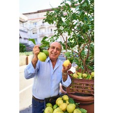 Hd Group Gennaro's Limoni: Vibrant Italian Recipes Celebrating The Lemon