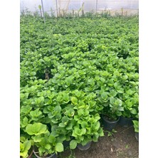 Glodia Fidancılık Kırmızı Ortanca Çiçeği Fidanı 2 Yaş 30-50 cm
