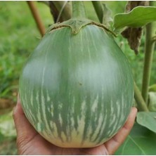 Thai Dev Yeşil Patlıcan Tohumu (15 Tohum)